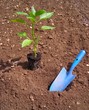 Plantation Plantation