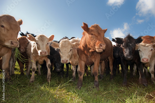 Cattle herd Cattle herd