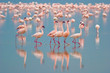 Flamingos