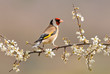Goldfinch Goldfinch