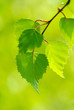 foliage
