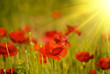 Poppy in a green field