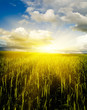 wheaten field and cloudy sky