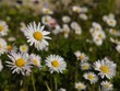 Marguerites