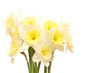 Yellow spring narcissus Yellow spring narcissus