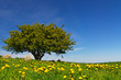 Baum auf Wiese im Frühling mit gelben Blumen
