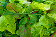 Mixed Salad Greens