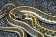 A western black-necked garter snake (Thamnophis cyrtopsis)