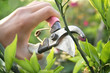 Pruning branches in the yard.