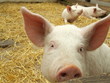 Piglet
