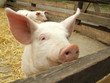 Piglet