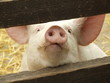 Piglet