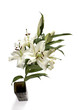 lily
