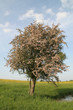 Ein Baum