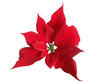 Blüte vom Weihnachtsstern ,Euphorbia pulcherrima