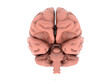 brain