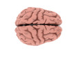 brain