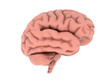 brain