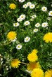 Löwenzahn und Gänseblümchen 2