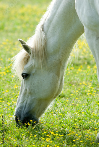 Photo: cavallo bianco al pascolo cavallo bianco al pascolo