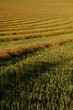 Field of swathes