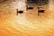 Silhouette Of Geese On Water At Sunset