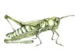 Grasshopper Illustration