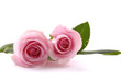 Two beautiful pink roses Two beautiful pink roses