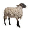 side view of a Suffolk sheep - (6 years old)