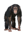 Young Chimpanzee looking at the camera - Simia troglodytes (5 ye Young Chimpanzee looking at the camera - Simia troglodytes (5 ye
