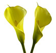 calla gialla