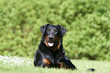 beauceron au beau poil luisant noir et feu couché de face beauceron au beau poil luisant noir et feu couché de face