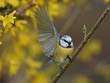 blue tit perched on a twig against yellow flowers