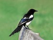 magpie perched on a wooden bar magpie perched on a wooden bar
