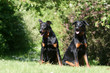 deux beaucerons de face assis dans le parc deux beaucerons de face assis dans le parc
