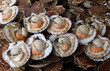 coquilles saint jacques au marché