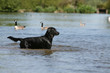 berger de beauce à moitié dans l'eau avec des canards berger de beauce à moitié dans l'eau avec des canards