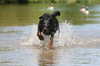 beauceron de face dans l'eau courant et éclaboussant beauceron de face dans l'eau courant et éclaboussant