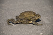 Sexual activity of frogs) Sexual activity of frogs)