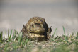 Sexual activity of frogs Sexual activity of frogs