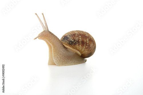 escargot