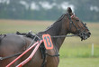 Foto: Cheval de course Cheval de course