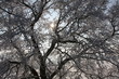 Baumkrone im Winter