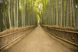 Bamboo Forest