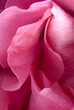 pétales de rose