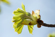 Fresh leaves jf the horse-chestnut