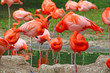 flamingos sleeping