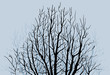 Tree Background Tree Background
