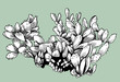 Cactus Cactus