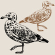 Seagull Drawing Seagull Drawing